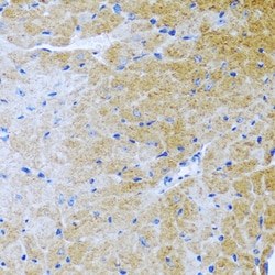 Invitrogen BMP3 Polyclonal Antibody 100 &mu;L; Unconjugated:Antibodies,