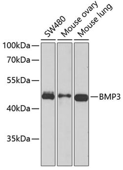 Invitrogen BMP3 Polyclonal Antibody 100 &mu;L; Unconjugated:Antibodies,