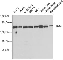 Invitrogen BOC Polyclonal Antibody 100 &mu;L; Unconjugated:Antibodies,