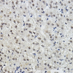 BRAP Polyclonal Antibody:Antibodies, Polyclonal