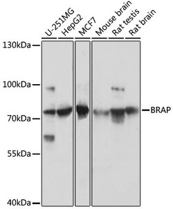BRAP Polyclonal Antibody:Antibodies, Polyclonal