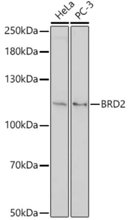 Invitrogen BRD2 Polyclonal Antibody 100 &mu;L; Unconjugated:Antibodies,