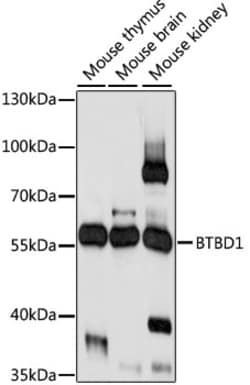 Invitrogen BTBD1 Polyclonal Antibody 100 &mu;L; Unconjugated:Antibodies,