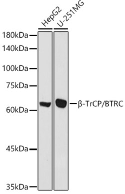 Invitrogen BTRC Polyclonal Antibody 100 &mu;L; Unconjugated:Antibodies,