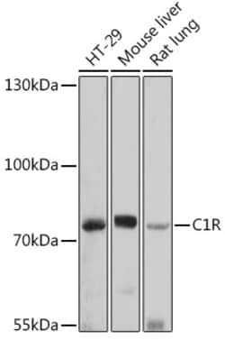 Invitrogen C1r Polyclonal Antibody 100 &mu;L | Buy Online | Invitrogen&trade; | Fisher Scientific