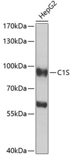 Invitrogen C1S Polyclonal Antibody 100 &mu;L; Unconjugated:Antibodies,