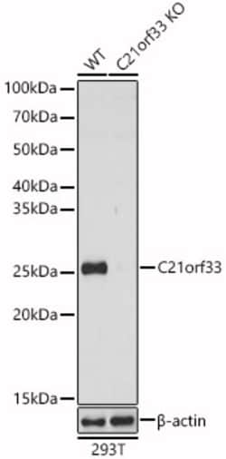 Invitrogen KNP-I Polyclonal Antibody 100 μL; Unconjugated:Antibodies,