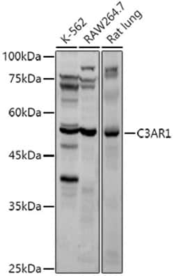 Invitrogen C3a Receptor Polyclonal Antibody 100 &mu;L; Unconjugated:Antibodies,