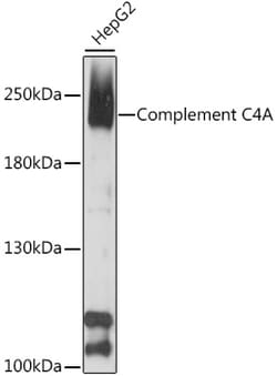 Complement C4a Polyclonal Antibody:Antibodies, Polyclonal