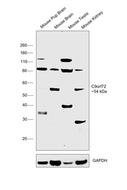 Invitrogen C9orf72 Polyclonal Antibody 100 &mu;L; Unconjugated:Antibodies,