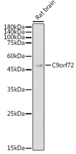 Invitrogen C9orf72 Polyclonal Antibody 100 &mu;L; Unconjugated:Antibodies,