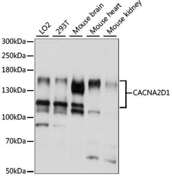 Invitrogen CACNA2D1 Polyclonal Antibody 100 μL; Unconjugated:Antibodies,