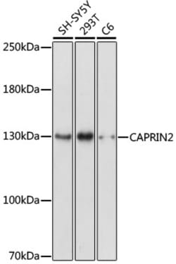 CAPRIN2 Polyclonal Antibody, Invitrogen 100 &mu;L; Unconjugated:Antibodies,
