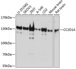 Invitrogen CC2D1A Polyclonal Antibody 100 &mu;L; Unconjugated:Antibodies,