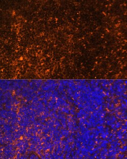 Invitrogen CCL19 Polyclonal Antibody 100 &mu;L; Unconjugated:Antibodies,