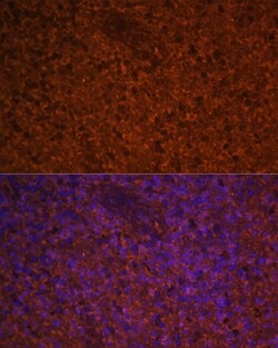 Invitrogen CCL19 Polyclonal Antibody 100 &mu;L; Unconjugated:Antibodies,