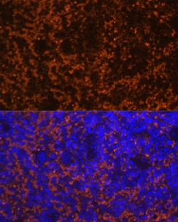Invitrogen CCL19 Polyclonal Antibody 100 &mu;L; Unconjugated:Antibodies,
