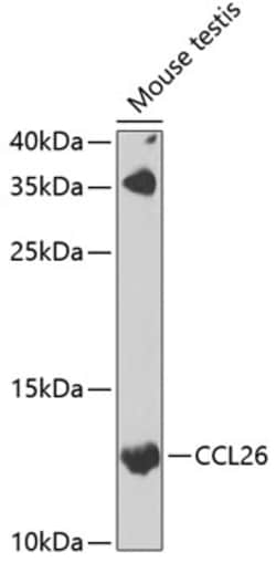 Invitrogen Eotaxin 3 Polyclonal Antibody 100 &mu;L; Unconjugated:Antibodies,