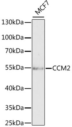 Invitrogen CCM2 Polyclonal Antibody 100 &mu;L | Buy Online | Invitrogen&trade; | Fisher Scientific