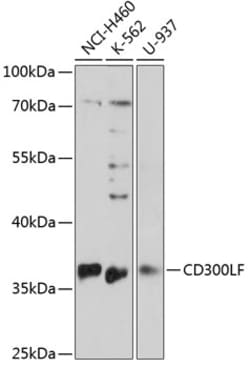 Invitrogen CD300f Polyclonal Antibody 100 μL; Unconjugated:Antibodies,