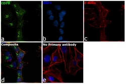 CD70 Polyclonal Antibody, Invitrogen 100 &mu;L; Unconjugated:Antibodies,