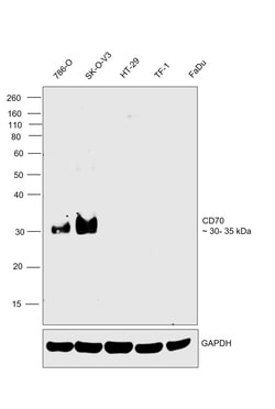 CD70 Polyclonal Antibody, Invitrogen 100 &mu;L; Unconjugated:Antibodies,