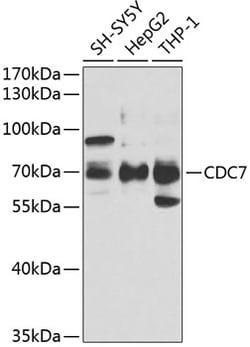 Invitrogen CDC7 Polyclonal Antibody 100 &mu;L; Unconjugated:Antibodies,
