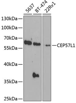 Invitrogen CEP57L1 Polyclonal Antibody 100 &mu;L; Unconjugated:Antibodies,