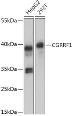 Invitrogen CGRRF1 Polyclonal Antibody 100 &mu;L; Unconjugated:Antibodies,