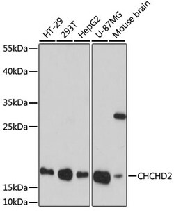 Invitrogen CHCHD2 Polyclonal Antibody 100 &mu;L | Buy Online | Invitrogen&trade; | Fisher Scientific