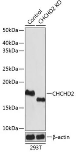 Invitrogen CHCHD2 Polyclonal Antibody 100 &mu;L | Buy Online | Invitrogen&trade; | Fisher Scientific