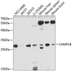 CHMP1B Polyclonal Antibody:Antibodies, Polyclonal