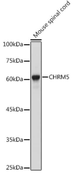 Invitrogen CHRM5 Polyclonal Antibody 100 &mu;L; Unconjugated:Antibodies,