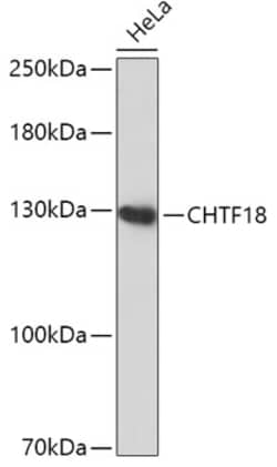 Invitrogen CHTF18 Polyclonal Antibody 100 &mu;L | Buy Online | Invitrogen&trade; | Fisher Scientific