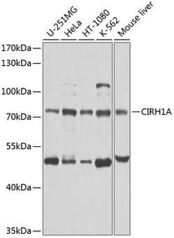 Invitrogen CIRH1A Polyclonal Antibody 100 &mu;L; Unconjugated:Antibodies,
