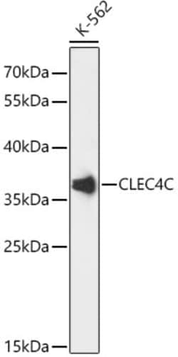 Invitrogen CLEC4C Polyclonal Antibody 100 &mu;L; Unconjugated:Antibodies,