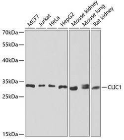 Invitrogen CLIC1 Polyclonal Antibody 100 &mu;L; Unconjugated:Antibodies,