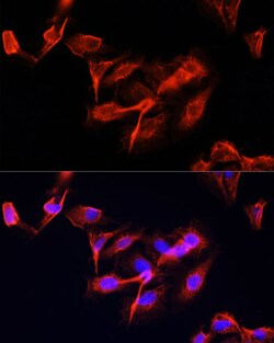 Invitrogen CLUH Polyclonal Antibody 100 &mu;L; Unconjugated:Antibodies,