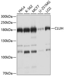 Invitrogen CLUH Polyclonal Antibody 100 &mu;L; Unconjugated:Antibodies,