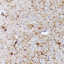 Invitrogen CNTN1 Polyclonal Antibody 100 &mu;L; Unconjugated:Antibodies,