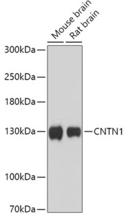 Invitrogen CNTN1 Polyclonal Antibody 100 &mu;L; Unconjugated:Antibodies,