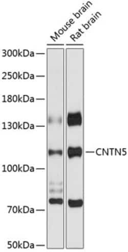 Invitrogen Contactin 5 Polyclonal Antibody 100 &mu;L; Unconjugated:Antibodies,