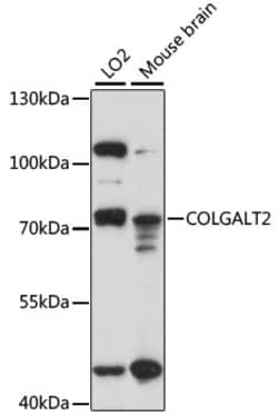 Invitrogen COLGALT2 Polyclonal Antibody 100 &mu;L; Unconjugated:Antibodies,