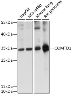 Invitrogen COMTD1 Polyclonal Antibody 100 μL; Unconjugated:Antibodies,
