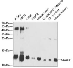 Invitrogen COX6B1 Polyclonal Antibody 100 μL; Unconjugated:Antibodies,