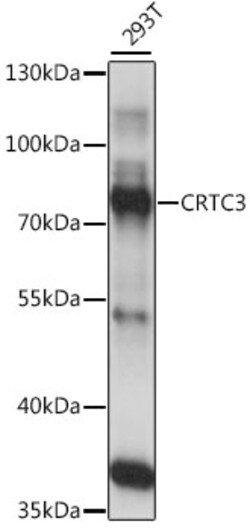 CRTC3 Polyclonal Antibody:Antibodies, Polyclonal