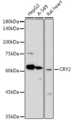 Invitrogen CRY2 Polyclonal Antibody 100 &mu;L; Unconjugated:Antibodies,