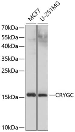 Invitrogen CRYGC Polyclonal Antibody 100 &mu;L; Unconjugated:Antibodies,