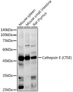 Invitrogen Cathepsin E Polyclonal Antibody 100 μL; Unconjugated:Antibodies,