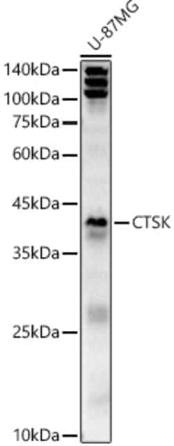 Invitrogen Cathepsin K Polyclonal Antibody 100 μL; Unconjugated:Antibodies,
